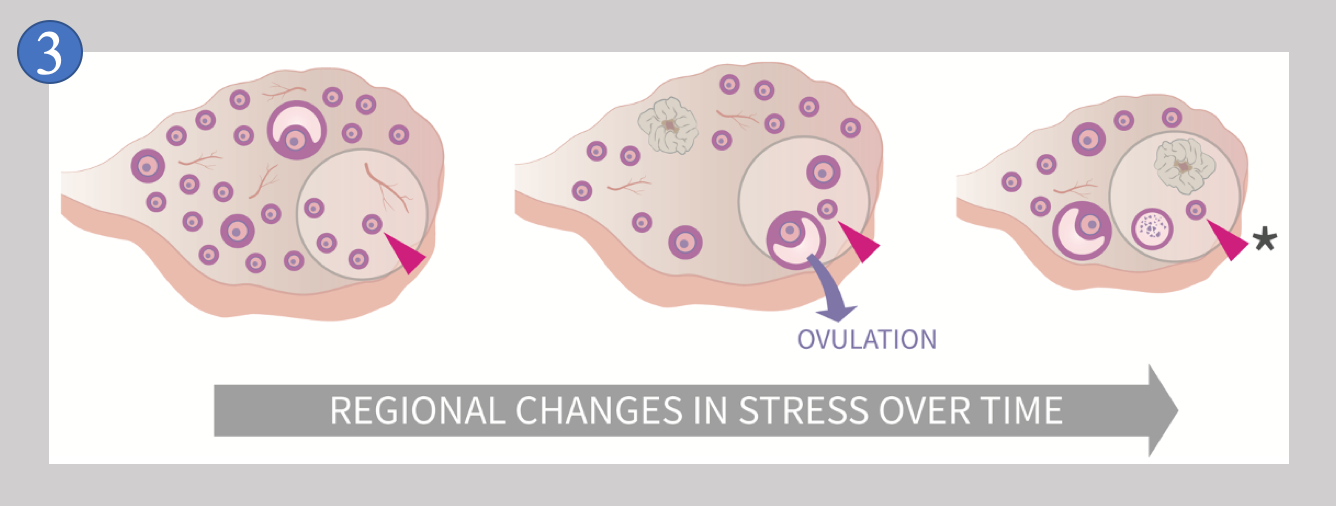 Regional stress and damage in the ovary